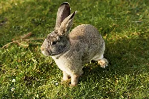 Young Rabbit Prints: Happy easter bunny