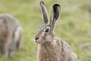 Lagomorpha Animal Photo Prints: Hare in a clearing a portrait
