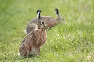 Mammalian Head Shot Prints: Hare in a clearing in the wild