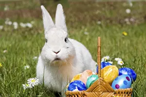 Colorful European Tradition Prints: Hare Easter Bunny, White Hare with Easter Eggs in Nest