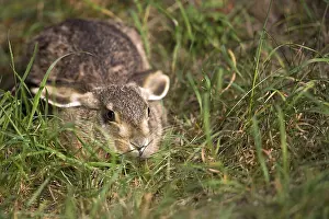 Lagomorpha Animal Images Prints: Hare in the grass, in the wild