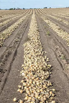 Scandinavian Farmland Prints: Harvested yellow onions in rows for drying in the field on Loderup
