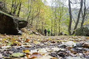 Deserted Forest Path Prints: Harzer Hexenstieg Bode Valley