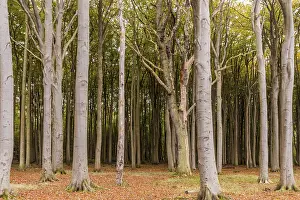 Deserted Forest Europe Prints: Haunted forest