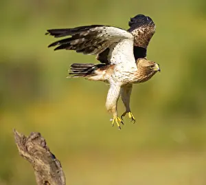 Uninhabited Green Landscapes Prints: A hawk taking off from a tree trunk