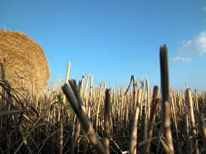 Blue Sky Agriculture Prints: Hay