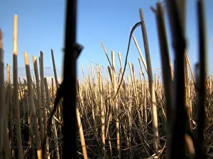 Farm Field Photography Prints: Hay