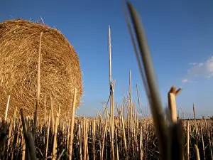 Blue Sky Agriculture Prints: Hay