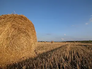 Blue Sky Agriculture Prints: Hay
