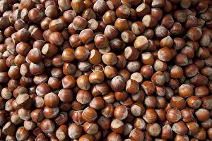 Close Up Hazelnuts Prints: Hazel nuts, background