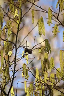 Middle Europe Scenery Prints: Hazelnut pollen, Germany
