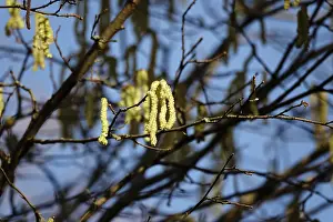 European Nature Photos Prints: Hazelnut pollen, Germany