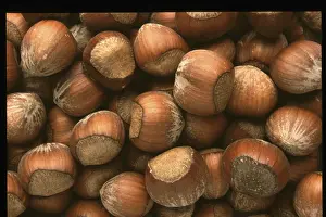 Hazelnut Nutrition Prints: Hazelnuts