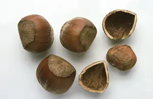 Hazelnut Nutrition Prints: Hazelnuts