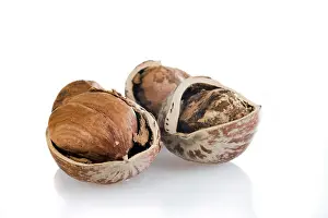 Studio Shot Of Nuts Prints: Hazelnuts cracked, studio shot
