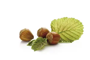 Hazelnut Nutrition Facts Prints: Hazelnuts on hazel leaves