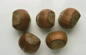 Cutout Image Prints: Hazelnuts, Hazelnuts