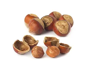 Light Colored Background Prints: Hazelnuts isolated on white background