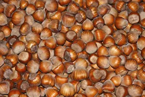 Symbolic Autumn Image Prints: Hazelnuts, Romania