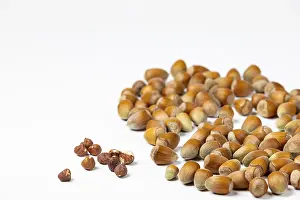 Studio Photography Of Nuts Prints: Hazelnuts in and without shell