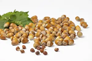 White Background Nuts Prints: Hazelnuts in and without shell