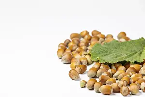 Copy Space Prints: Hazelnuts in shell and hazelnut bush leaf