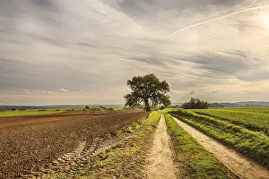 Abandoned Farm Field Photo Prints: Hdr shoot of an old tree with fields and road