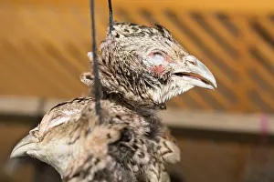 Landfowl Species Prints: The head of a dead partridge