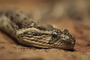 Captive Snake Photography Prints: Head of puff adder (Bitis arietans), captive