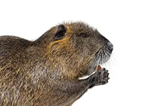 Nutria or Coypu Head Shot Side View Print