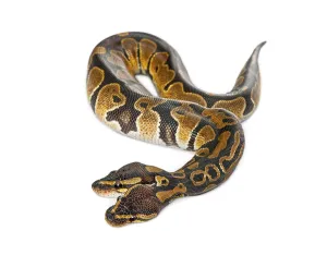 Two Headed Ball Python Print, Bicephaly Deformity
