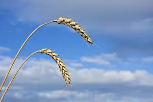 Grain Ear Pictures Prints: Heads of grain