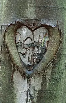 German Federal Republic Nature Prints: Heart in beech bark, Thuringia