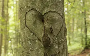 Heart Symbol Prints: Heart, Beech, Memory, Symbol
