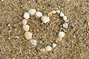 Conch Prints: Heart Made of Shells in the Sand Print