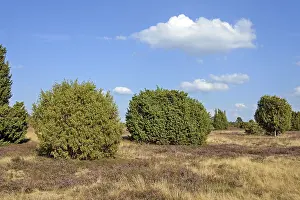 Common Heather Bloom Prints: Heathland, typical vegetation, juniper (Juniperus communis) and flowering common heather (Calluna Vulgaris)