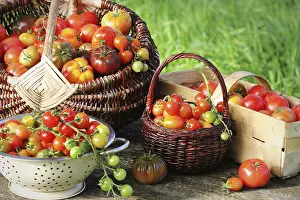 Agricultural Produce Prints: Heirloom variety tomatoes in baskets on rustic table