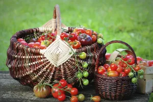 Agricultural Farming Prints: Heirloom variety tomatoes in baskets on rustic table