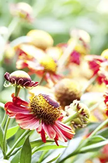 Uninhabited Landscape With Blooming Flowers Prints: (helenium) flowers