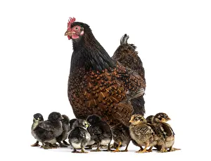 Cute Livestock Farming Prints: Hen and her chicks