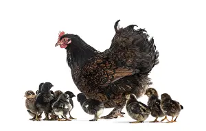 Cute Livestock Farming Prints: Hen and her chicks