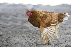 Deserted Farm Animal Prints: Hen in the run