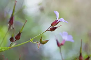 Geranium Robertianum Prints: Herb robert (Geranium robertianum)