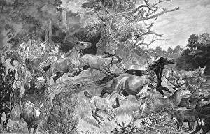 Black And White Forest Scene Prints: Herd of horses flees from the paddock because of a forest fire