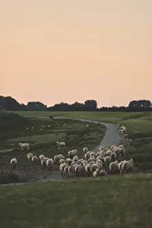 German Farm Animal Husbandry Prints: Herd of sheep on dike