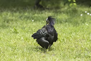 Endangered Species Prints: The Hermit ibis on the field
