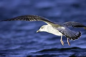 Prints of A herring gold Flying Fish Prints: Herring Gull in Flight Print