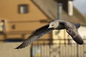 Wading Bird Photos Prints: Herring Gull on the fly