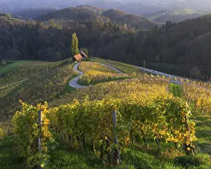 Autumnal Vineyard Landscape Photography Prints: 'HerzerlstraBe'