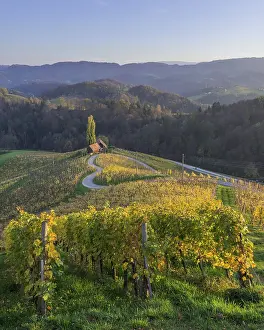 Hilly Vineyard Landscape Prints: 'HerzerlstraBe'